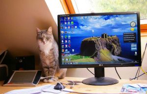 An LCD monitor LG Flatron w2234s on a computer desk, showing the desktop of the Windows 7 operating system, with a cat next to it.