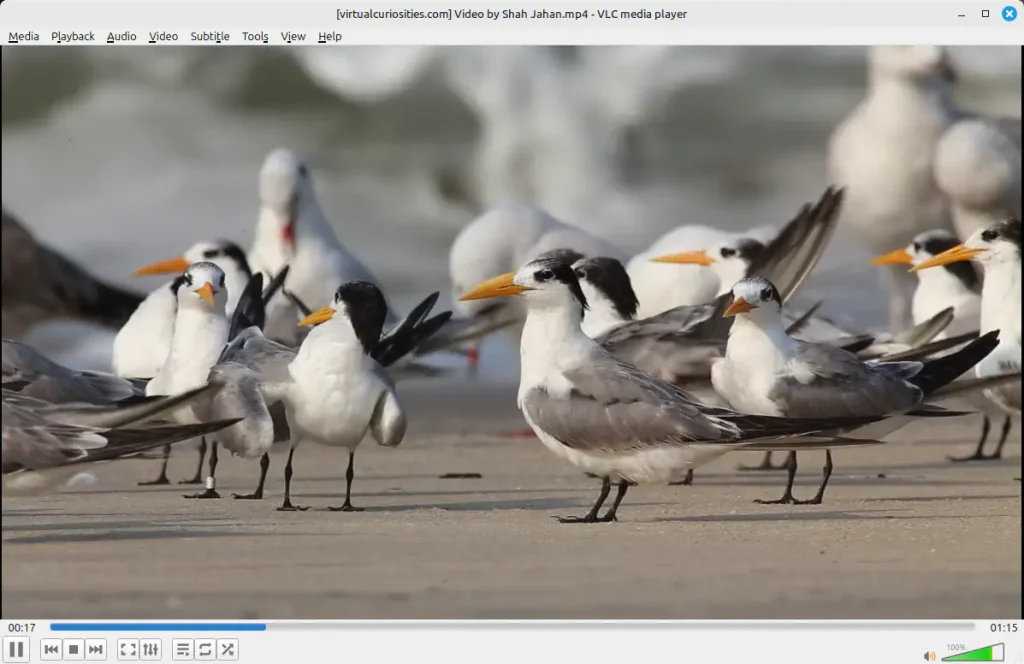 A window titled "[virtualcuriosities.com] Video by Shah Jahan.mp4 - VLC media player". Its menubar: Media, Playback, Audio, Video, Subtitle, Tools, View, Help. The main pane displays a flock of birds on the beach. Under it, a progress bar. A text on its left side reads 00:17, on its right 01:15. At the bottom several buttons: pause, a left arrow, a square icon button, a right arrow, an expanding rectangle button, an icon that appears to be an equalizer, an icon that is three bars with a right arrow, two arrows looping, two arrows crossed. At the bottom right, a speakers icon next to a volume slider.